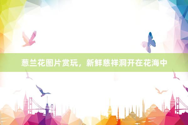 葱兰花图片赏玩，新鲜慈祥洞开在花海中